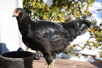 Black Ameraucana roo_02.JPG