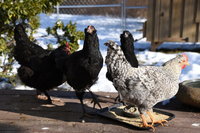 Black Ameraucana roo_04.JPG