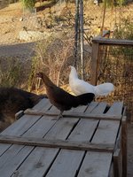20171211_151959.jpg