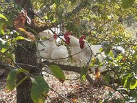 IMG_20171203_121335.jpg
