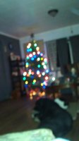 tree 003.jpg