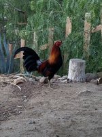 20171213_065005.jpg