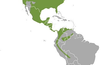 Long-tailed_Weasel_area.png