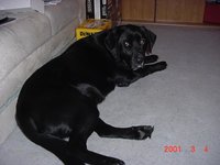 bear laying by couch.jpg