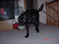 bear playing ball 2.jpg