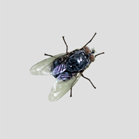 fly3.gif