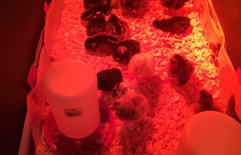 How I Legalized Chickens in My Town (Westchester, NY, USA)