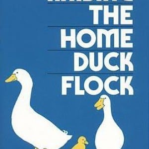 Raising the Home Duck Flock