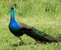 peacock_calendar_1 (Large).jpg