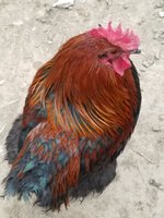 20171213_092631.jpg 20171213_092631.jpg