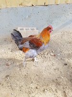 20171106_115920.jpg