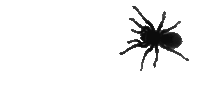 1200179-64b88333b0e1c4f5a3a11be05b6cbfff.jpg.gif