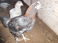 DSCN2261.JPG