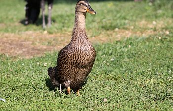 IMG_9602.JPG