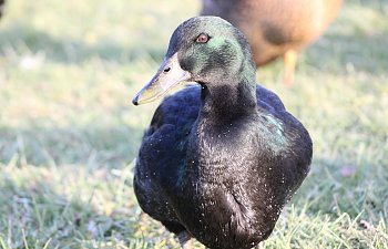 IMG_1095.JPG