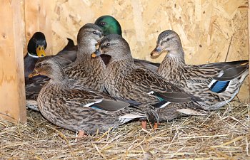 IMG_1565.JPG