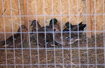 IMG_1567.JPG