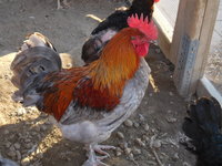 DSCN3654.JPG