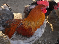 DSCN3652.JPG