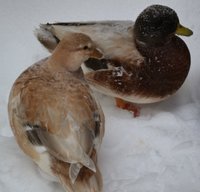 Malcolm and Trudi 1.jpg