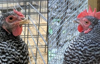 Dominique barred rock comb pic mash up for chicken ID article.jpg