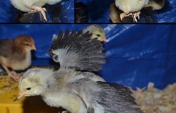Tygo 2 weeks old mash up for chicken ID article.jpg
