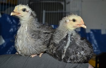 Callette and Don 3 weeks old for chicken ID article.jpg