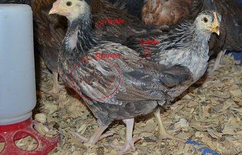 Descriptive picture of 5wk old cockerel masculine coloration patches.jpg