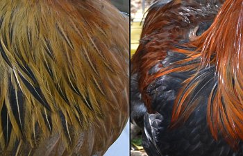 male and female hackle comparison for chicken ID article.jpg