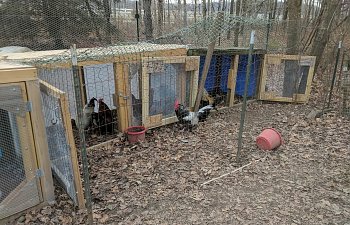 Rooster Pens complete 12-21-17.jpg
