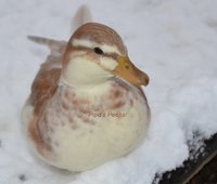 Crash snow portrait.jpg