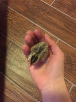 image.jpeg