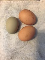Wendigos first egg.jpg