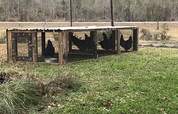 chicken tractor run.jpg