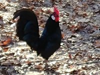 Bantam Rooster 12.25.17.jpg