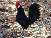 Bantam Rooster(2) 12.25.17.jpg