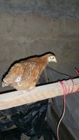 20171221_065217.jpg