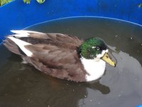 IMG-20170926-WA0006.jpg