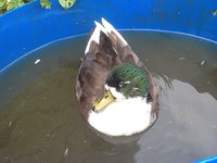 IMG-20170926-WA0008.jpg