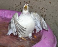 Crash flap.jpg