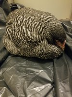 chick1.jpg
