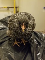 chick3.jpg