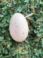 egg.JPG