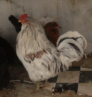 roosterpic.JPG