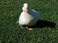 DSCN2365 (Large).JPG
