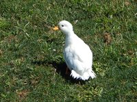 DSCN2593 (Large).JPG