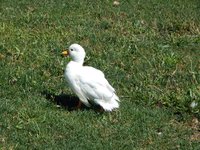 DSCN2594 (Large).JPG