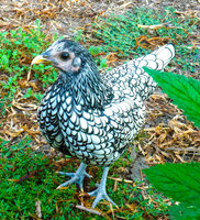 Sebright 17 wks (3 of 1).jpg Sebright 17 wks (3 of 1).jpg