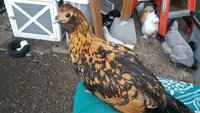 20170720_194131.jpg