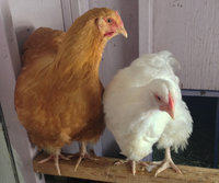 buttercup and magnolia.jpg